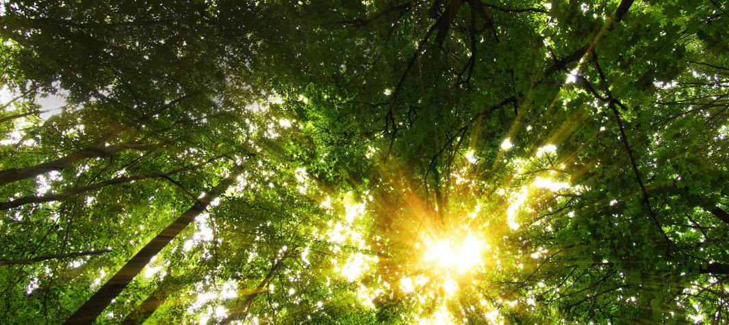 sun shining through trees